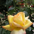 Yellow beauty